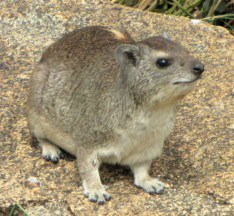 800px-Yellow-spotted_Rock_Hyrax